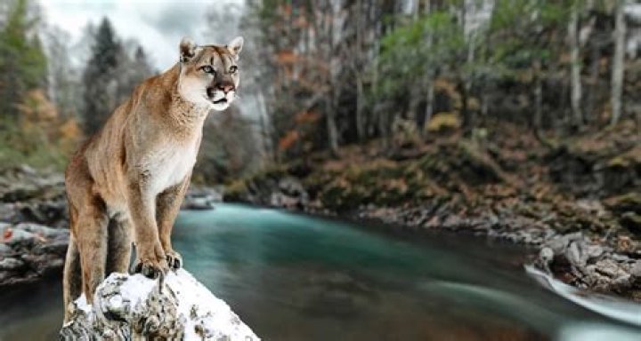 Do mountain lions live in dens?