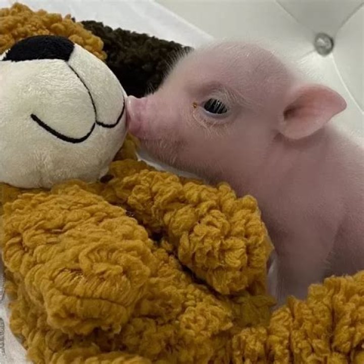 Do pigs play bite?