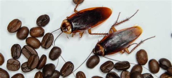 Do roaches like coffee grounds?