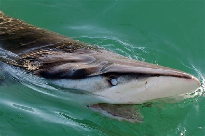 Do sharks see humans as seals?