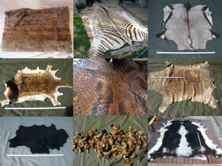 Do they skin animals alive for leather?