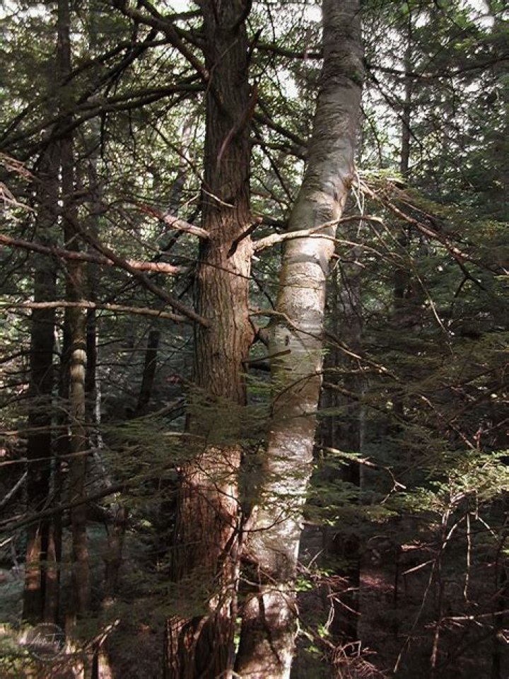 Do trees fall in love?