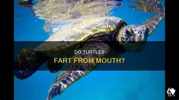 Do turtles fart?