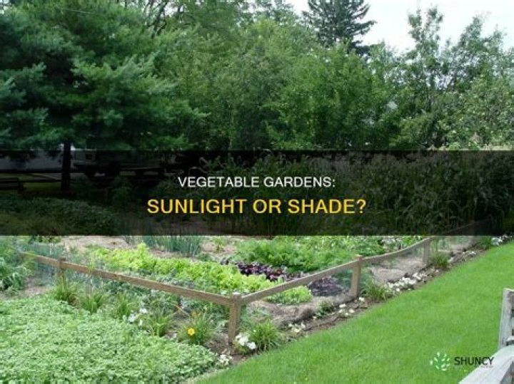 Do vegetable plants need direct sunlight?