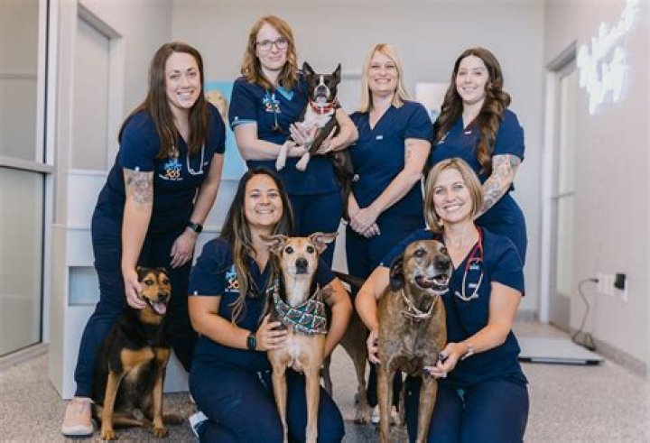 Do vet techs perform surgery?