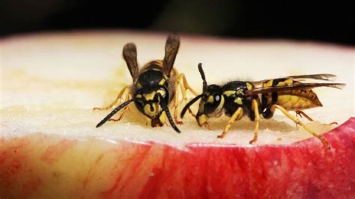 Do wasps sting hummingbirds?