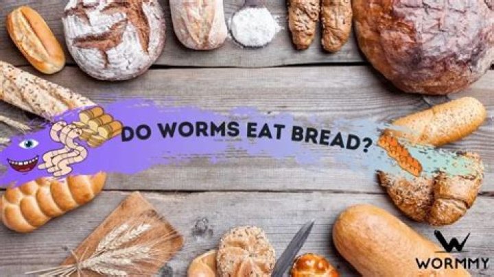Do worms eat bread?