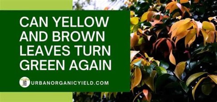 Do yellow leaves turn green again?