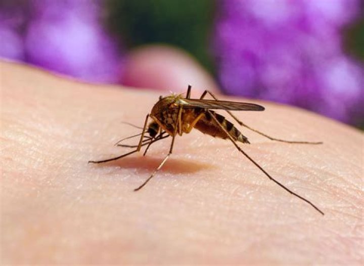 Does Alaska have mosquitoes?