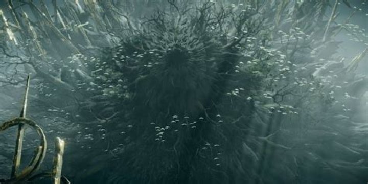 Does Biorr help with old King allant?