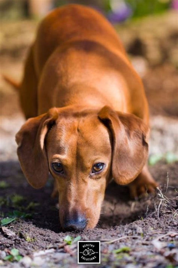 Does cayenne pepper stop dogs from eating poop?