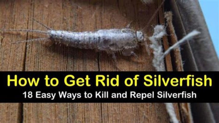 Does citrus repel silverfish?
