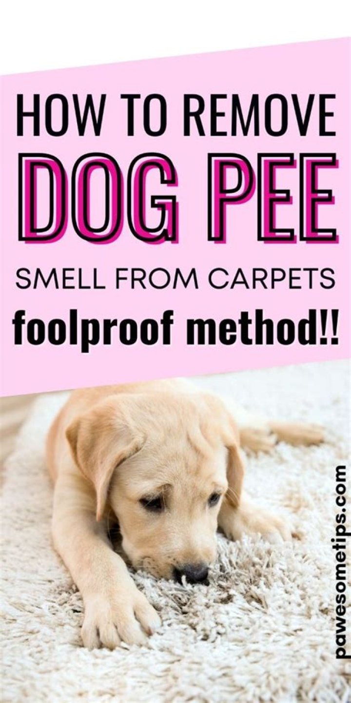 Does dog pee smell ever go away?