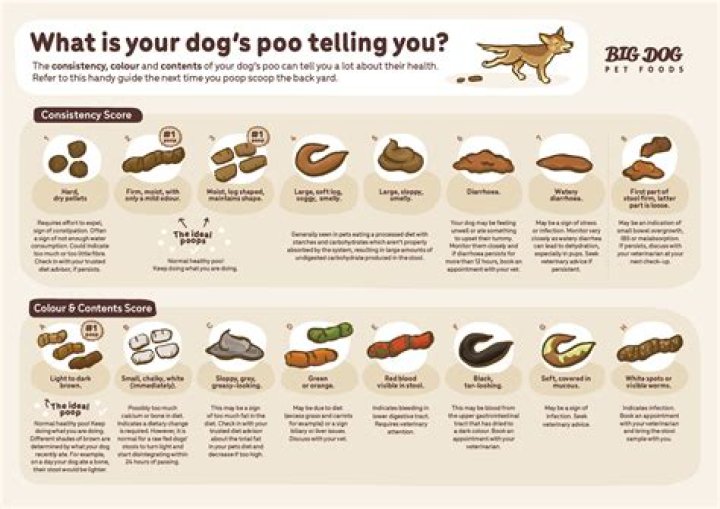 Does egg firm up dog poop?
