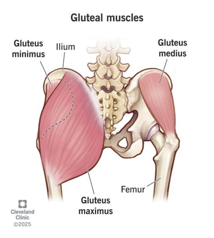 Does flexing your glutes tone them?