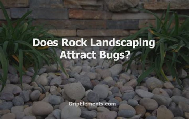 Does rock landscaping attract bugs?