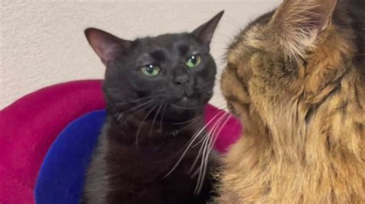 Does two black cats mean?