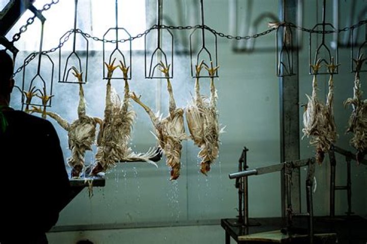 How are chickens slaughtered UK?