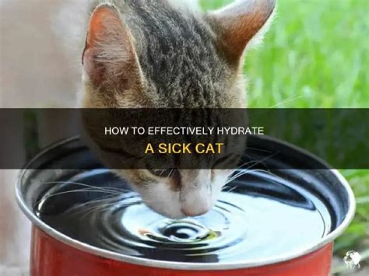 How can I hydrate my sick cat at home?