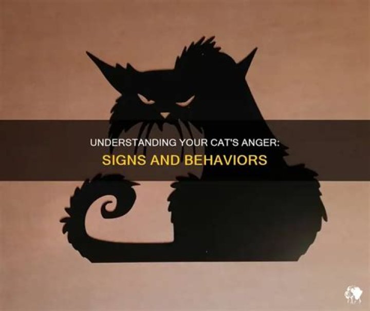 How can you tell if your cat is mad at you?