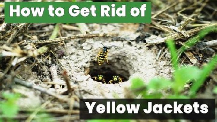 How do I get rid of yellow jackets under my porch?