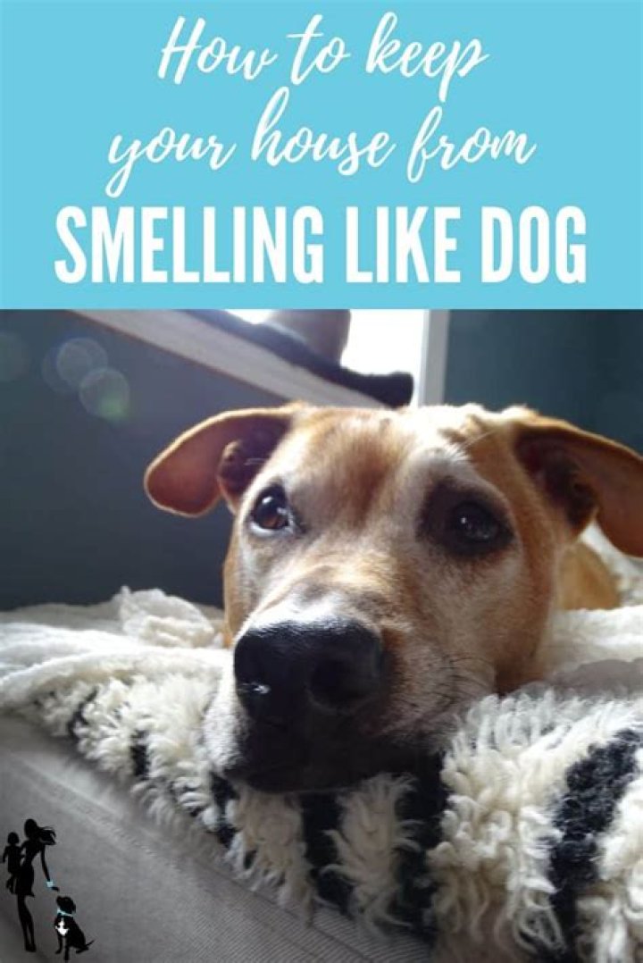 How do I keep my house from smelling like dog?