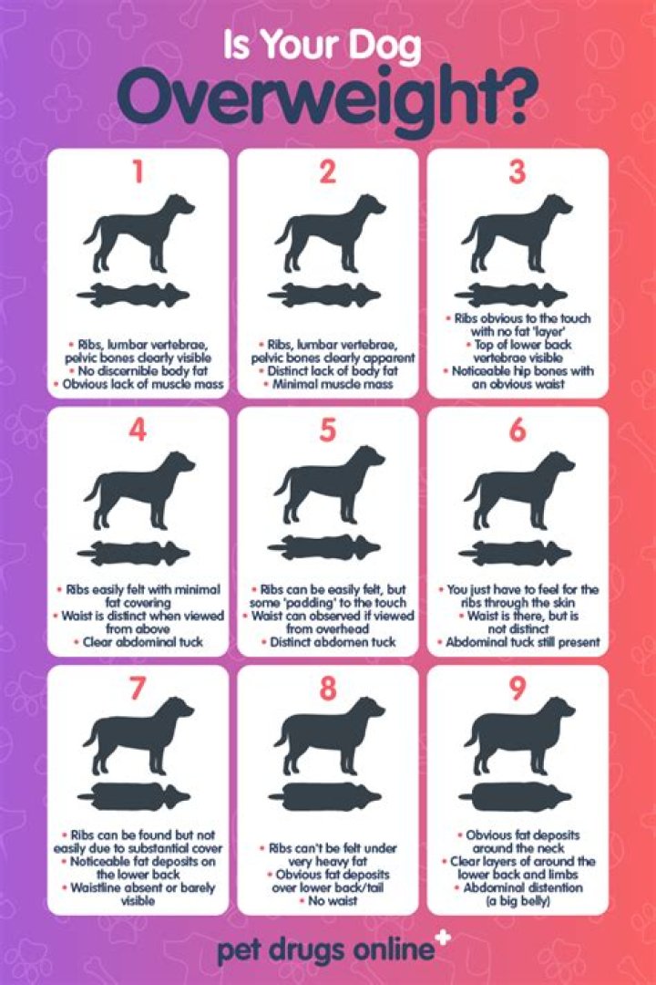 How do I know if my dog is hot at night?