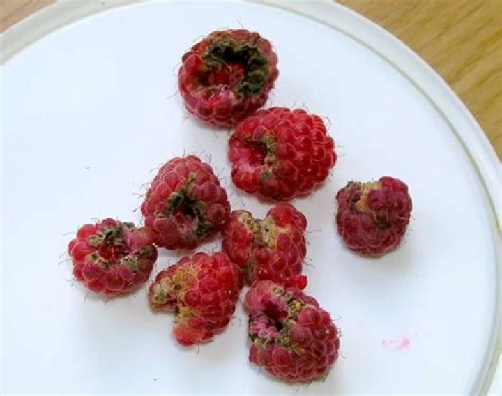 How do I know if my raspberries are moldy?