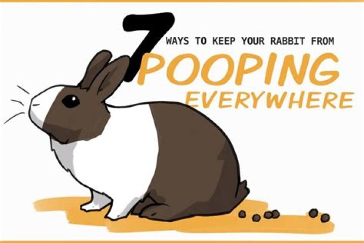 How do I stop my rabbit from pooping everywhere?