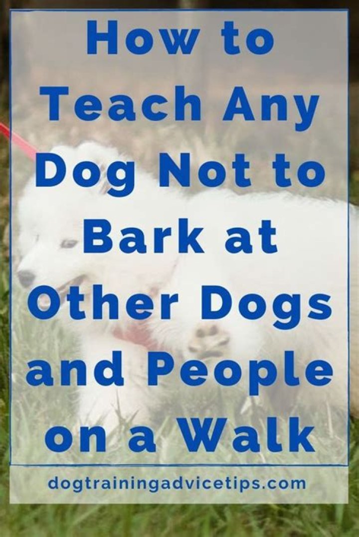 How do I train my dog not to bark at other dogs?
