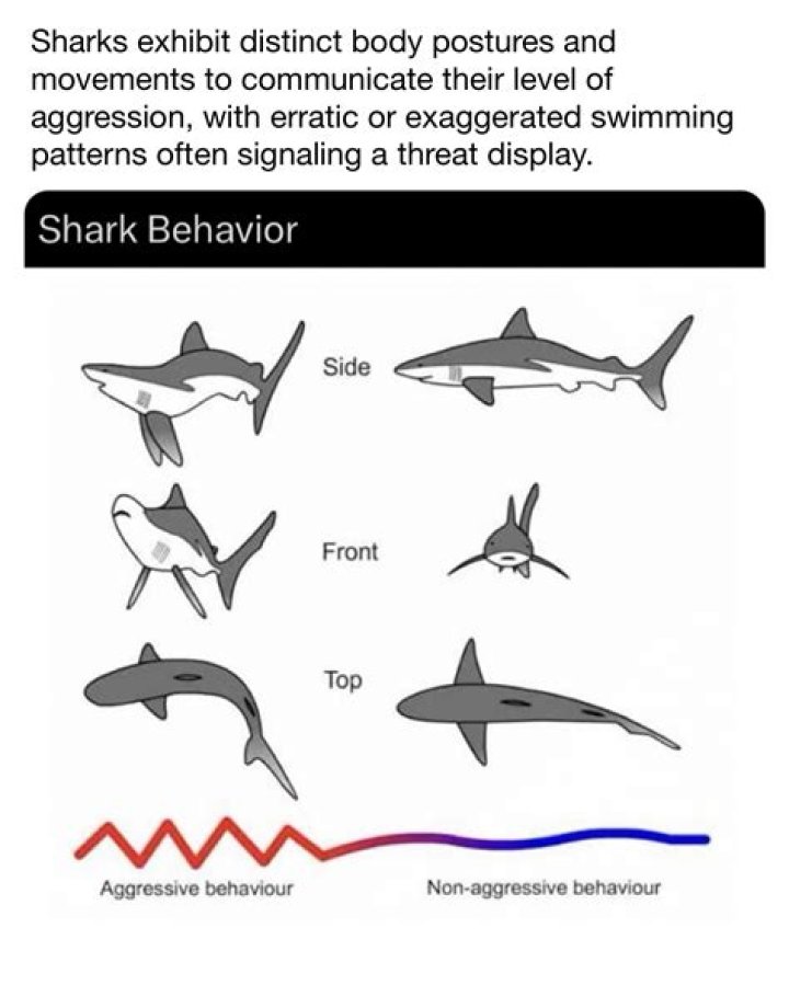 How do sharks talk?