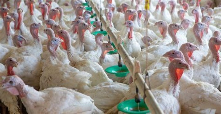 How do turkey farmers make money?