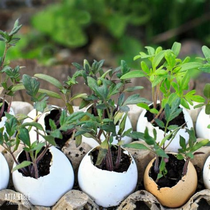 How do you apply eggshells to plants?