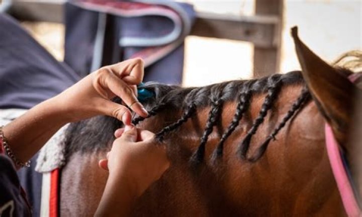 How do you become a professional horse trainer?