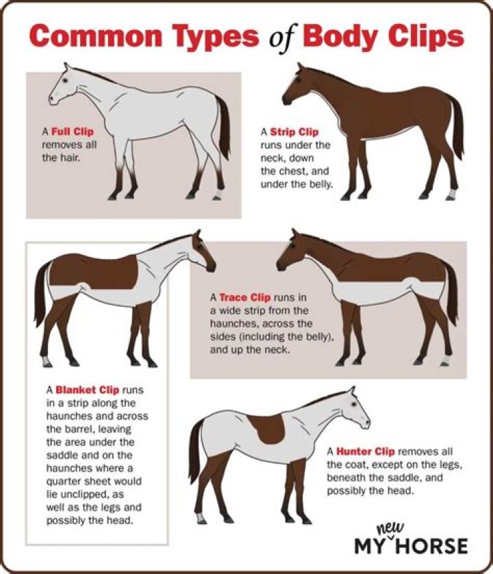 How do you body clip a horse with Cushings?