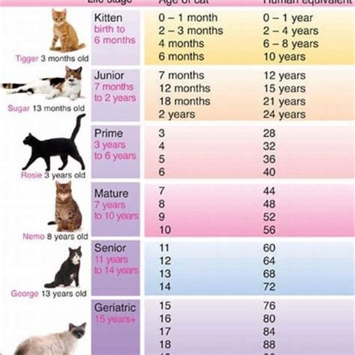 How do you determine a cat's favorite person?