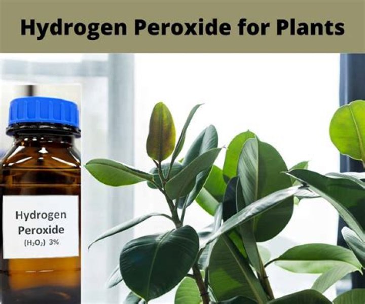 How do you dilute hydrogen peroxide for plants?
