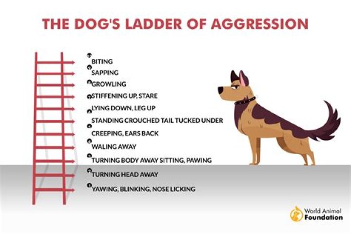 How do you discipline an aggressive dog?