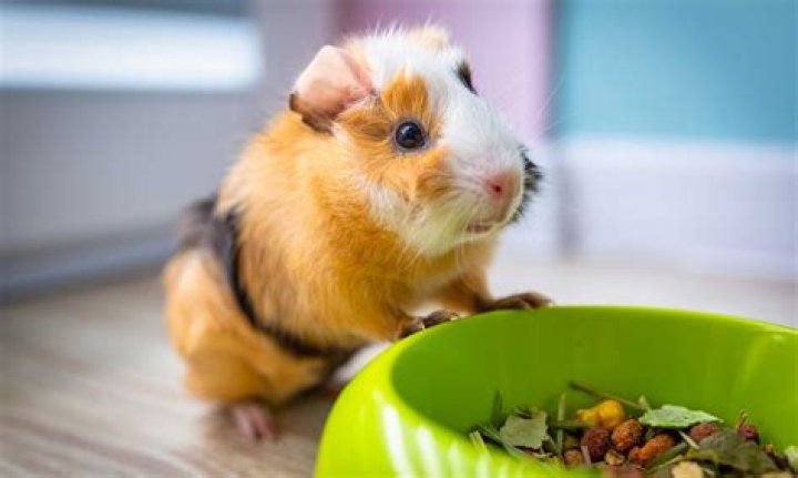 How do you get a guinea pig to come to you?