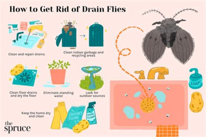 How do you get rid of drain flies and worms?