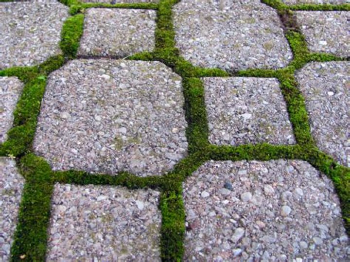 How do you get rid of moss and weeds between pavers?