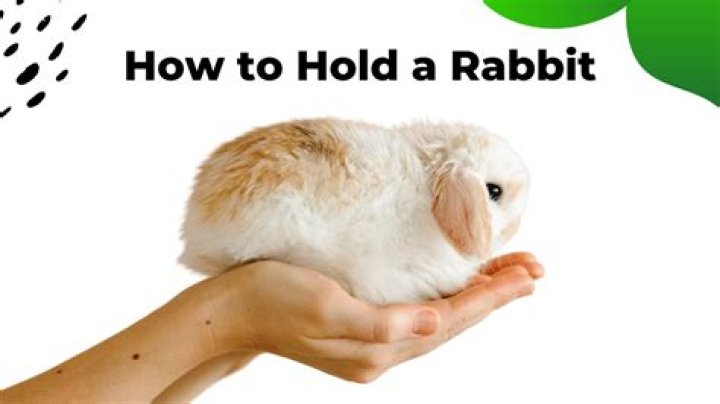 How do you hold a rabbit to clean its butt?