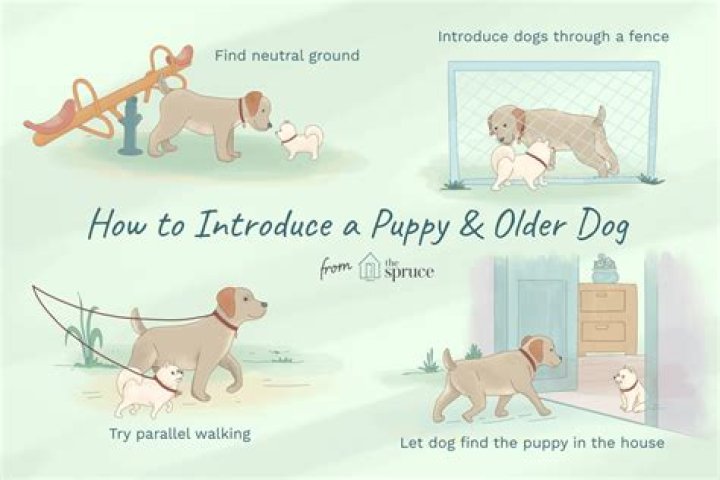 How do you introduce an older dog to a puppy?