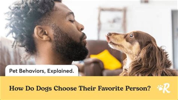 How do you know who your dog's favorite person is?