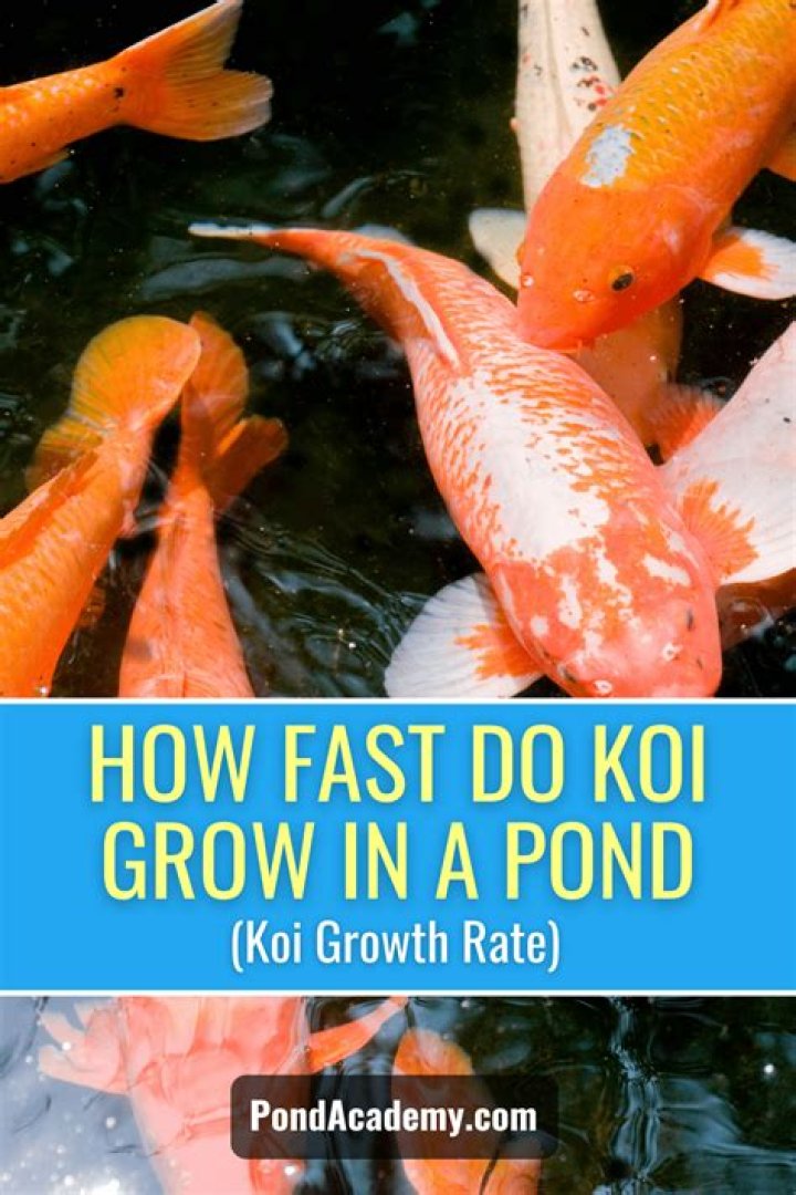 How do you make koi grow faster?