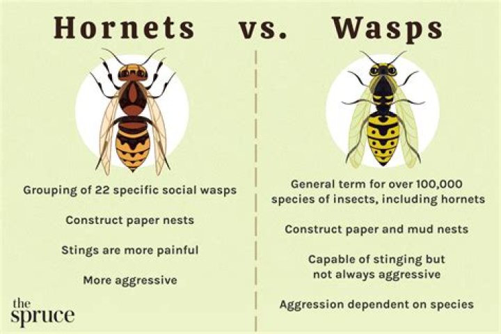 How do you neutralize a wasp sting?