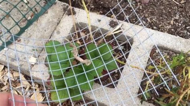 How do you protect gophers from roots?