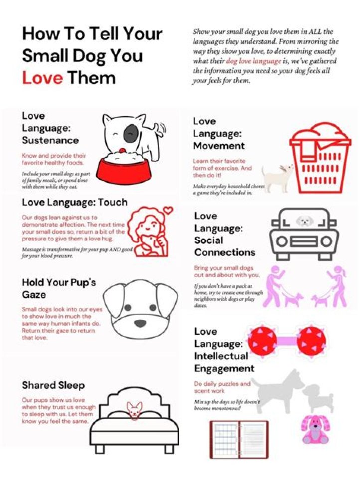 How do you show a dog you love them in dog language?