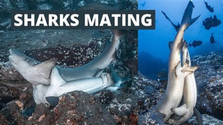 How does shark mate?
