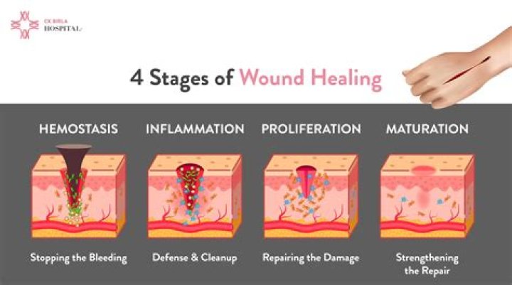 How does skin heal when damaged?